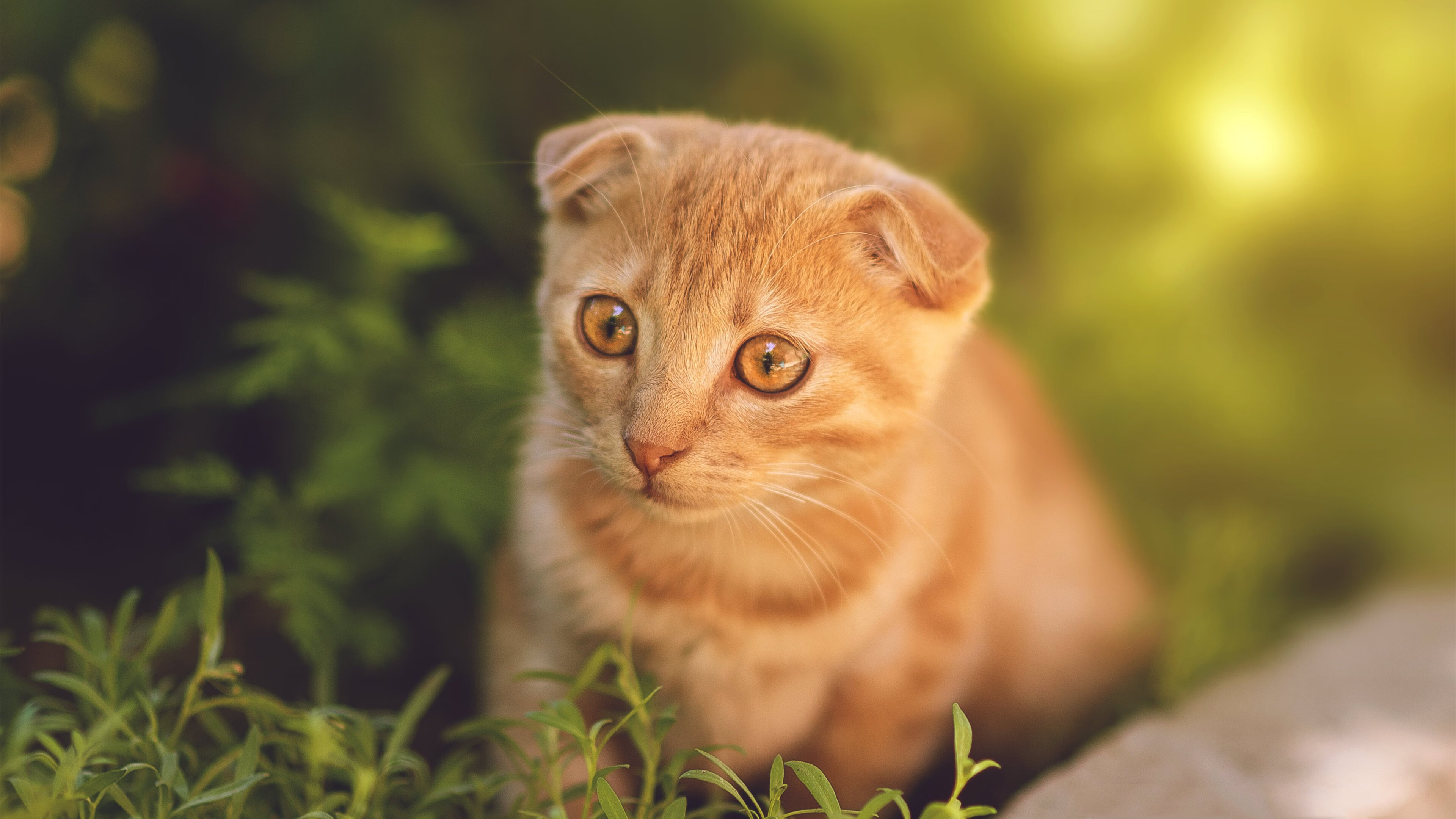 开云·体育官网-斯图加特重磅逆转，赢得信心大增长，斯图加特贴吧