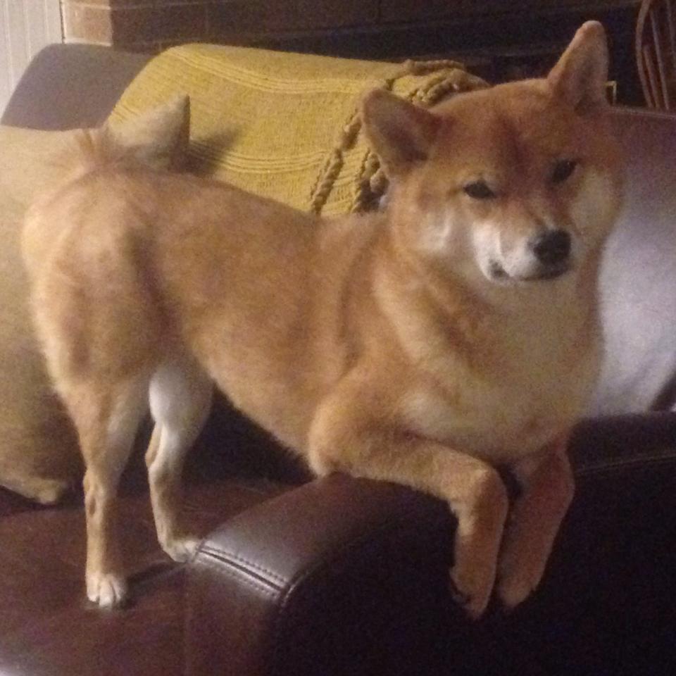 法甲： Monaco 3-1击败兰斯，戈麦斯双响助队取胜