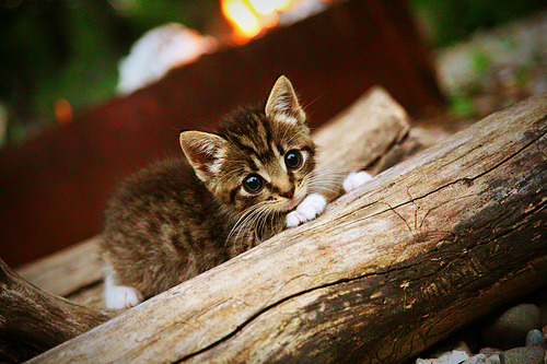 开云·体育官网APP下载-青少年篮球“梦想之星”赛在杭州圆满举办，梦想篮球_巨星之炼成