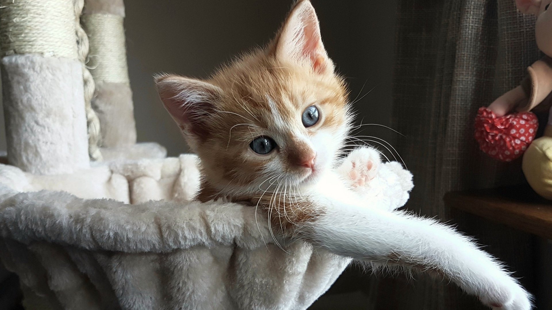 kaiyun中国官方网站-LCK赛事奖金再创新高，lck联赛奖杯