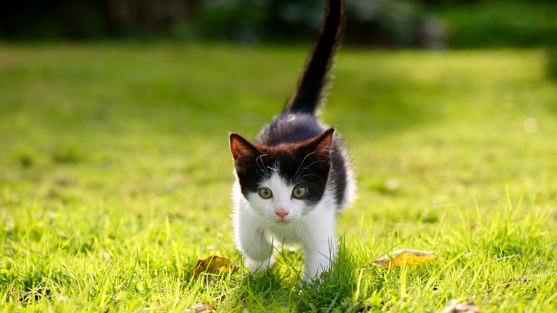 开云入口-香槟队外线火力全开，横扫对手轻松取胜，香槟f1