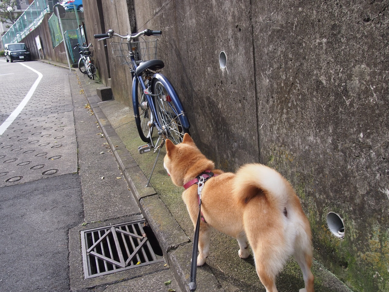 kaiyun官方入口登录-快攻战术执行的节奏关键点有哪些，快攻战术的基本要求