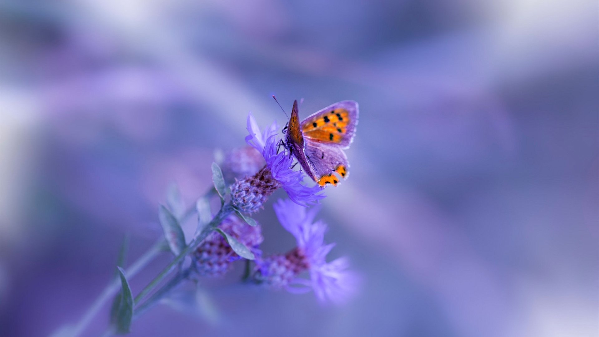 中国女篮注重落位战术打磨提高关键时刻决策质量，求中国女篮