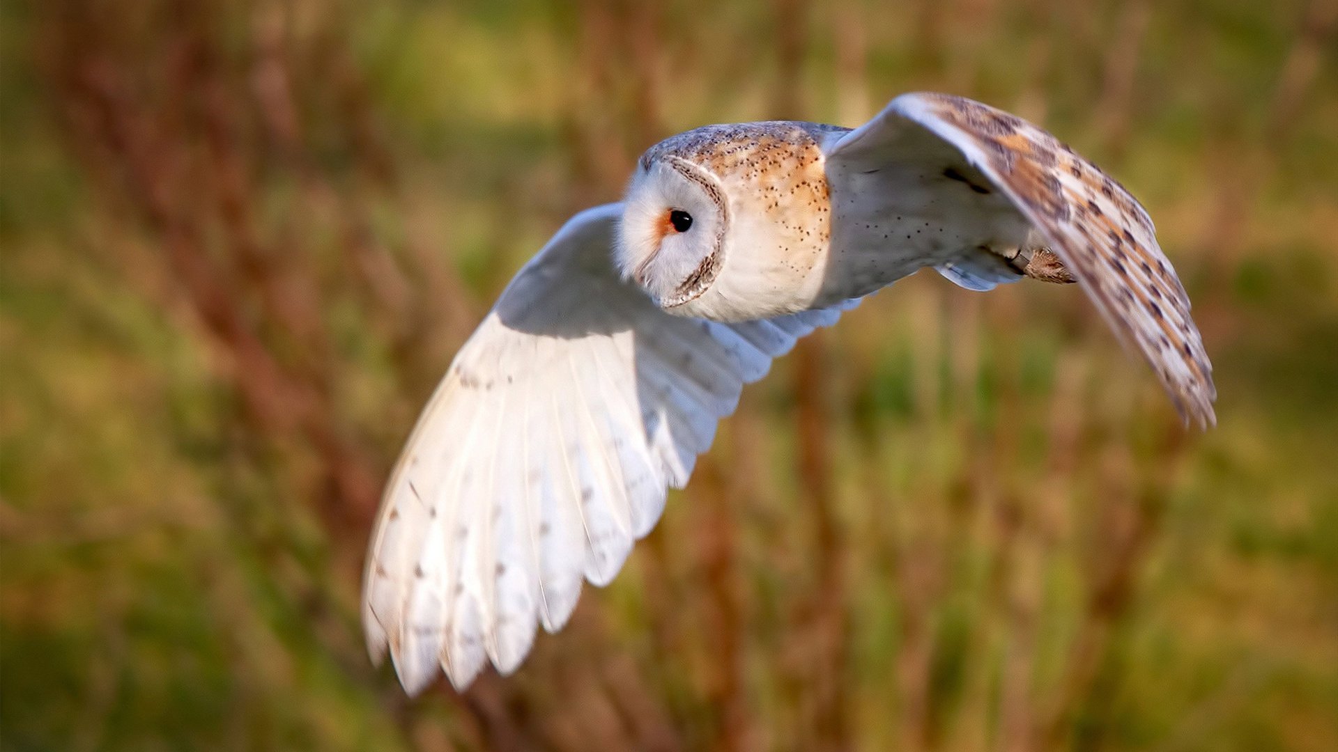 KAIYUN 中国大陆-库策冲刺时刻爆发力震撼全场，库啵是啥