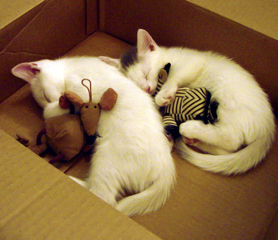 Kaiyun APP-恩比德数据爆表七六人继续刷新纪录，恩比德伤势情况