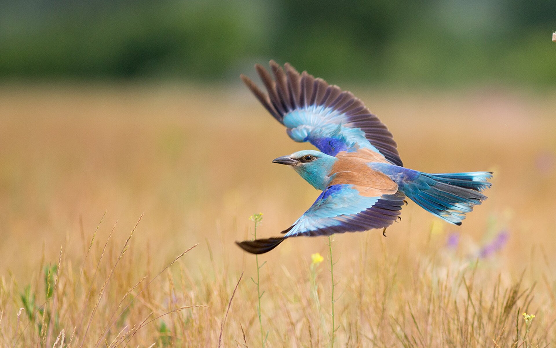 kaiyun官方网站-欧洲杯战术风云：变阵带来的高潮连连，欧洲杯战术笔记