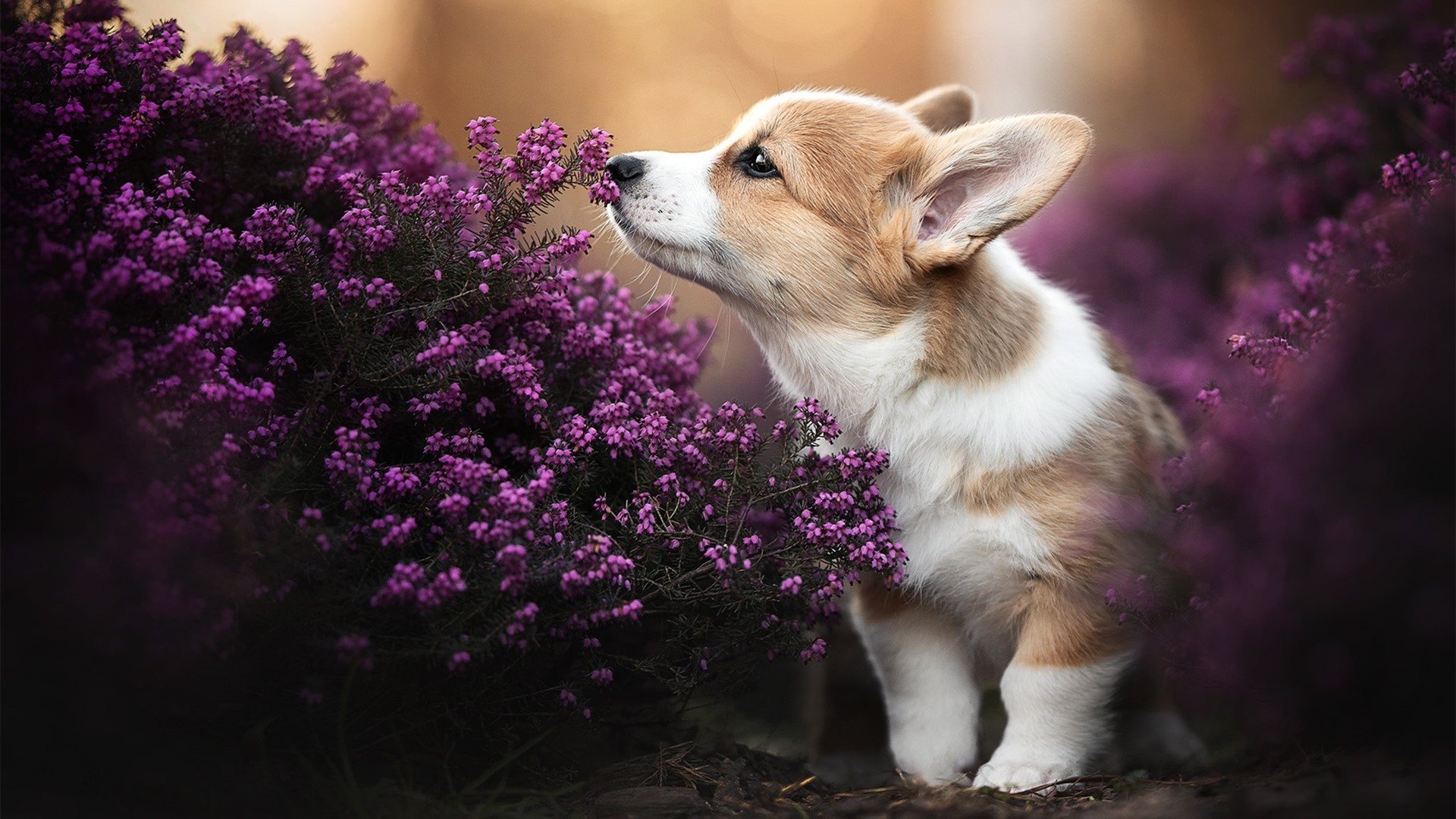 开云平台-自由泳接力瑞士配合默契，自由泳接力名单