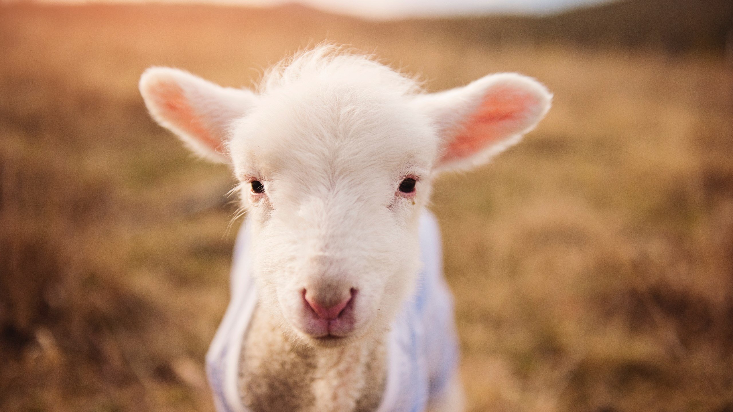 开云中国-青少年球员转会制度改革确保成长路径不被中断，青少年球员注册